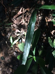 Myrsine salicina