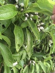 Tournefortia pubescens