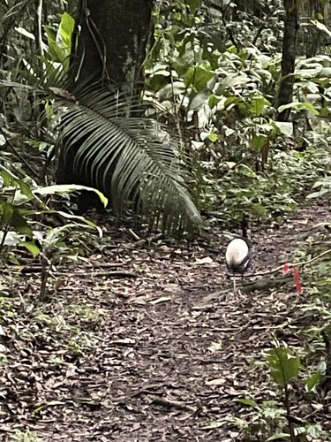 Pale-winged Trumpeter (Psophia leucoptera), photo 6