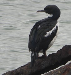 Leucocarbo chalconotus