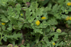 Grangea maderaspatana