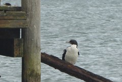 Leucocarbo chalconotus