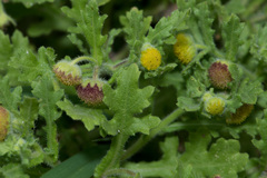 Grangea maderaspatana