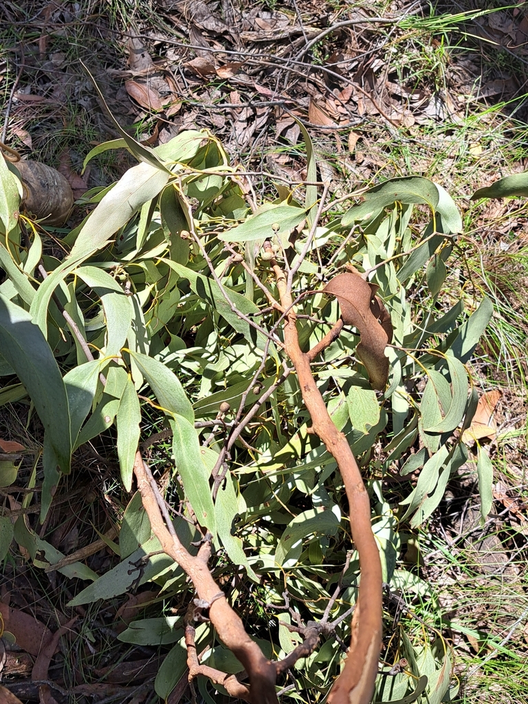 Brown-top Stringybark in December 2023 by ybown · iNaturalist