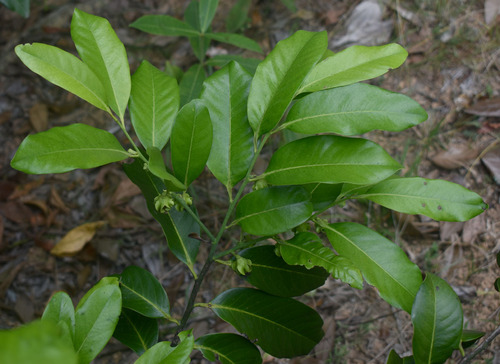 Diospyros nigra