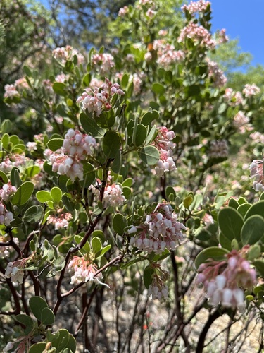 iNaturalist observation photo of California Pinkbract Manzanita