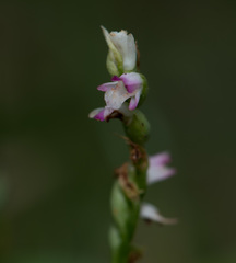 Spiranthes sinensis