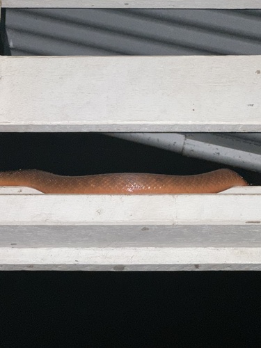 Brown Tree Snake sighting