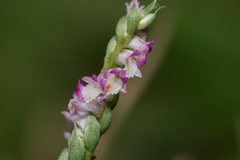 Spiranthes sinensis