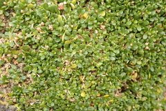 Blutaparon wrightii