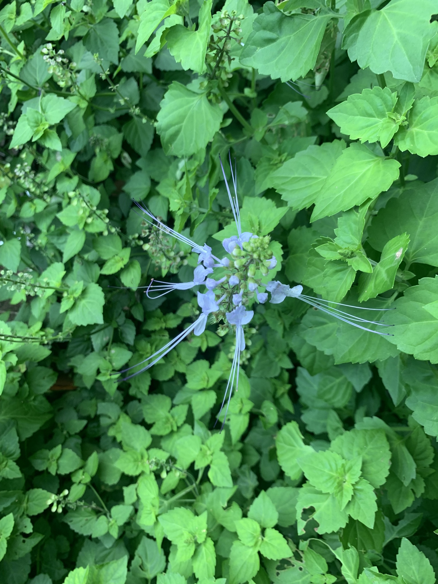 Orthosiphon aristatus (Orthosiphon aristatus)