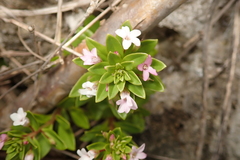 Lysimachia mauritiana