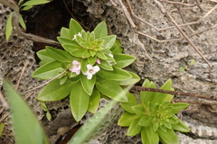 Lysimachia mauritiana