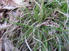 Carex albicans