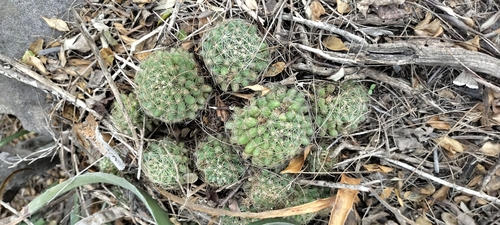 Image of Mammillaria sphaerica by (c) Tereso Hernández Morales, some rights reserved (CC BY)