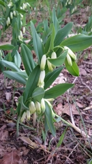 Polygonatum
