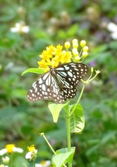 Tirumala limniace limniace