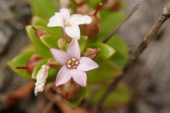 Lysimachia mauritiana