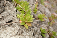 Lysimachia mauritiana