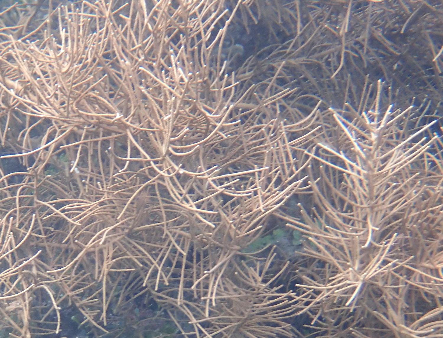 Pinnigorgia flava (Nutting, 1910)