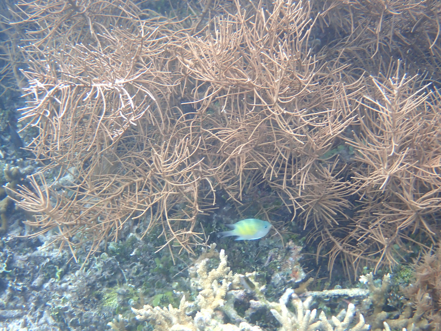 Pinnigorgia flava (Nutting, 1910)