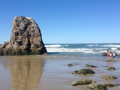 Melanitta perspicillata