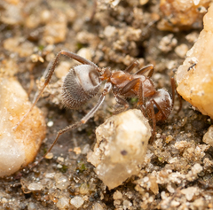 Formica francoeuri