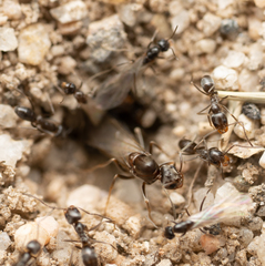 Dorymyrmex insanus