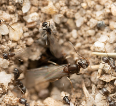 Dorymyrmex insanus