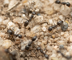 Dorymyrmex insanus
