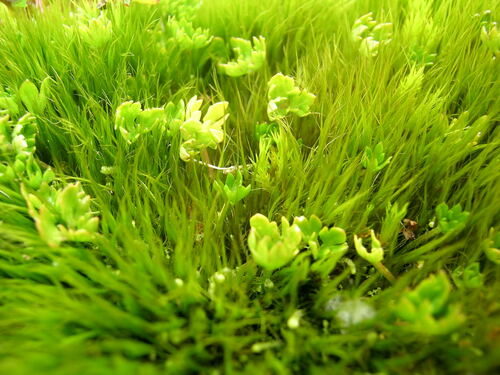 Image of Ranunculus biternatus by (c) B. Phalan, some rights reserved (CC BY)