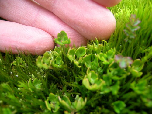 Image of Ranunculus biternatus by (c) B. Phalan, some rights reserved (CC BY)