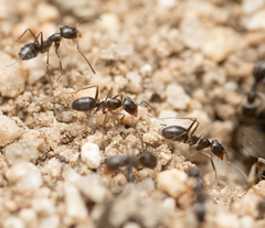 Dorymyrmex insanus
