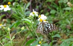 Tirumala limniace limniace