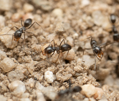Dorymyrmex insanus