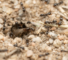 Dorymyrmex insanus