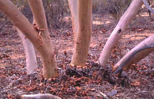 Eucalyptus beardiana 2