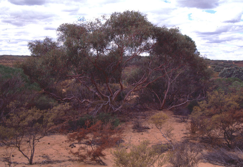 Eucalyptus beardiana 3