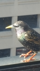 Sturnus vulgaris