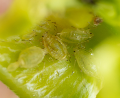 Myzus persicae