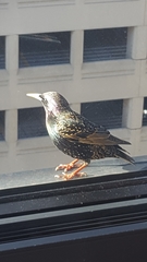 Sturnus vulgaris