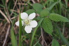 Rubus hirsutus