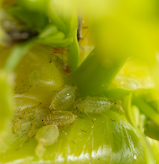 Myzus persicae