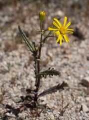 Senecio californicus