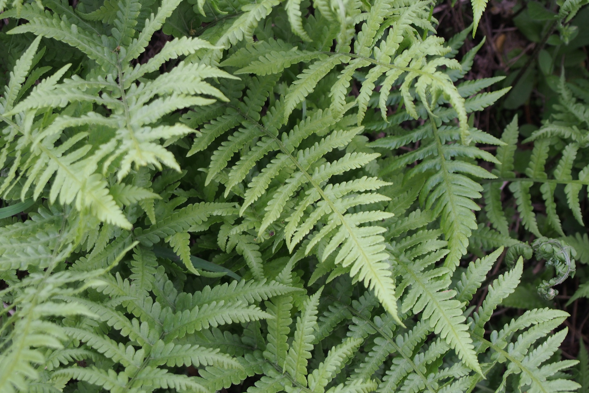 Deparia japonica