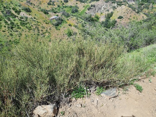 Ephedra chilensis (Ephedra chilensis)