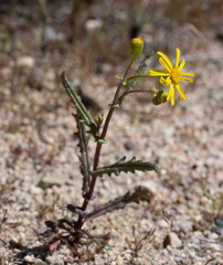 Senecio californicus