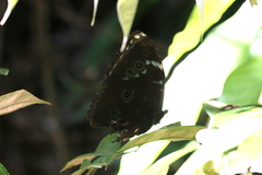 Morpho achilles achilles