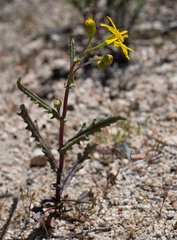Senecio californicus