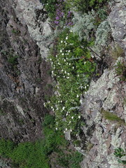 Dasiphora mandshurica